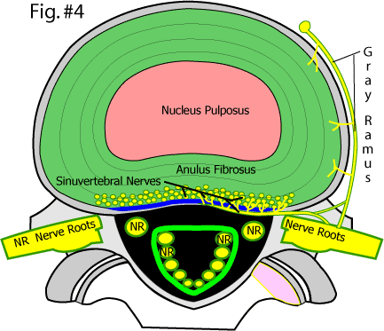 normal axial view