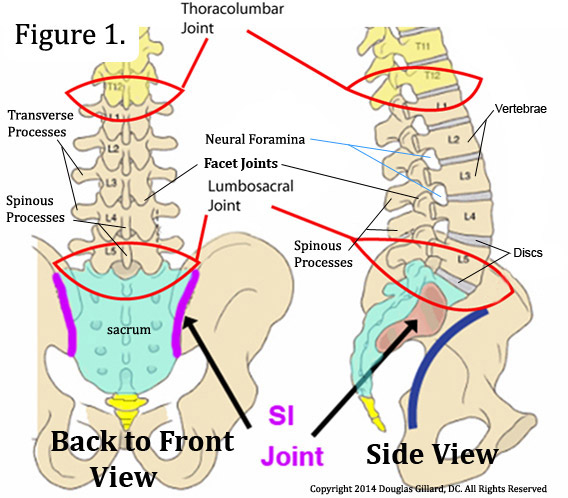 Lumbar Vertebrae - Definition, Function & Structure