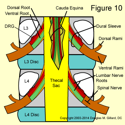 Lumbar Nerve Roots Anatomy