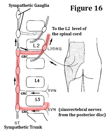 L2 pathway