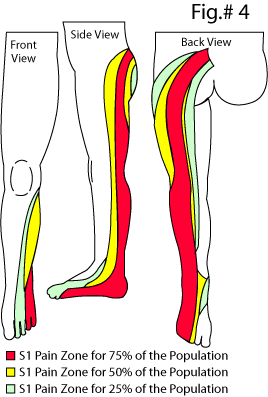 Dermatome Chart Back